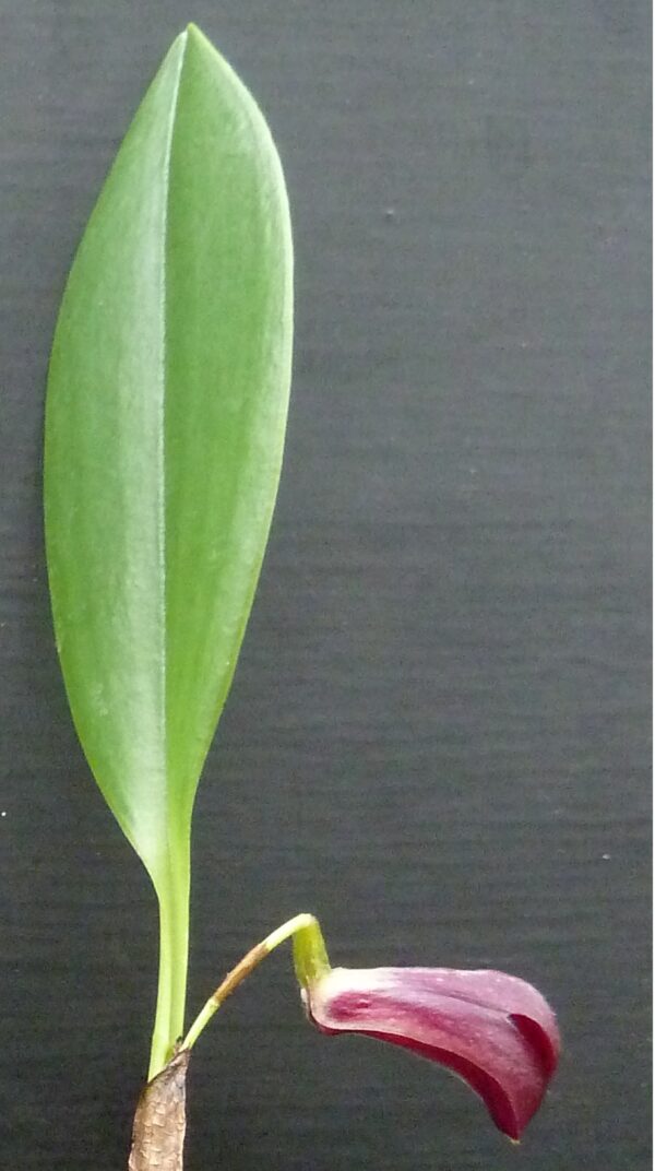 Zootrophion atropurpureum – Bild 2