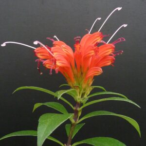Aeschynanthus speciosus (Schamblume)