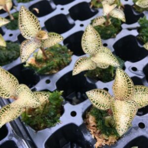 Anoectochilus roxburgii Weiß-Gelb
