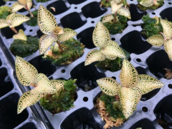 Anoectochilus roxburgii Weiß-Gelb