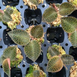 Anoectochilus roxburgii Hayata 'Hong Sia'