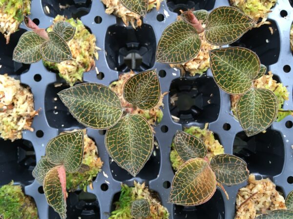 Anoectochilus roxburgii Hayata 'Hong Sia'