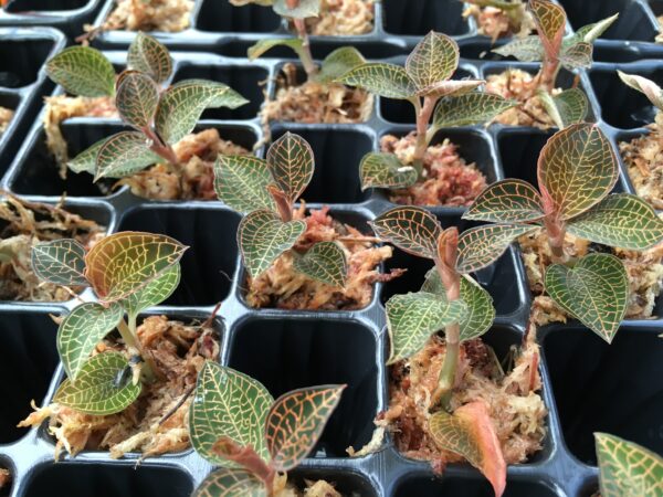 Anoectochilus roxburgii Hayata 'Hong Sia' – Bild 2