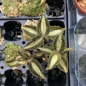 Anoectochilus roxburgii 'variegata'
