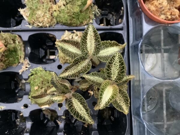 Anoectochilus roxburgii 'variegata'