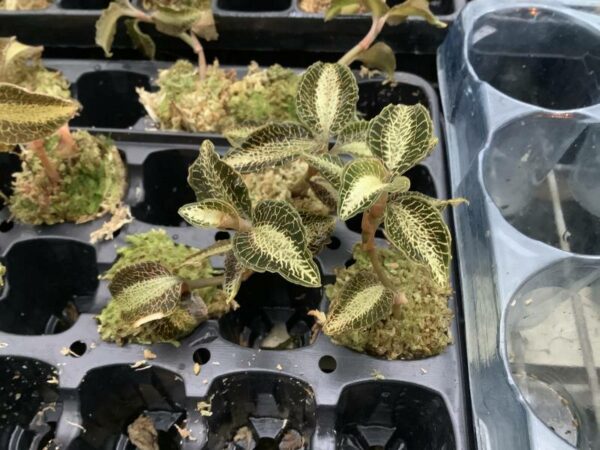 Anoectochilus roxburgii 'variegata' – Bild 2