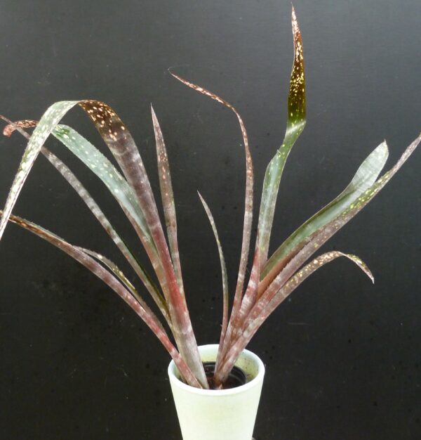 Billbergia Hallelujah (geflecktes Laub) – Bild 4