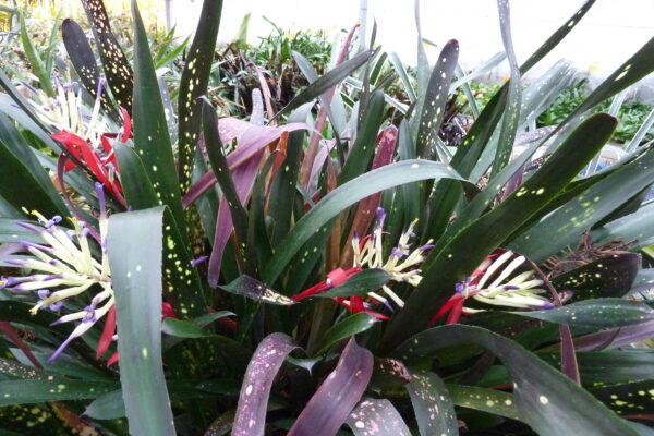 Billbergia Hallelujah (geflecktes Laub) – Bild 3