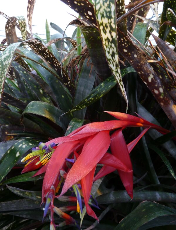 Billbergia Hallelujah (geflecktes Laub) – Bild 5