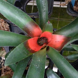 Neoregelia B44