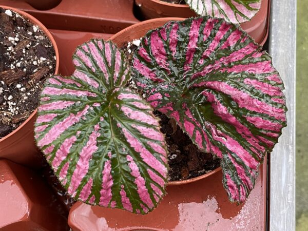 Begonia brevirimosa 'Exotica' – Bild 3