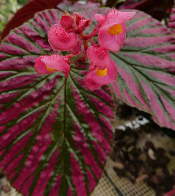 Begonia brevirimosa 'Exotica' – Bild 4