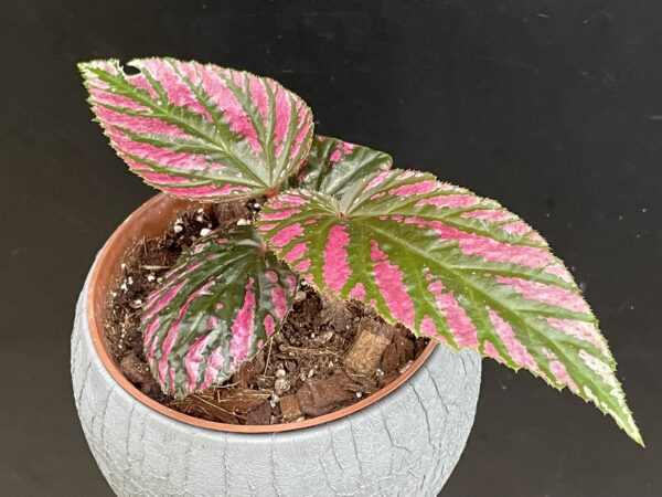 Begonia brevirimosa 'Exotica' – Bild 2