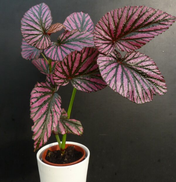 Begonia brevirimosa 'Exotica' – Bild 5
