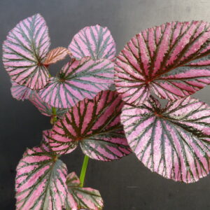 Begonia brevirimosa 'Exotica'