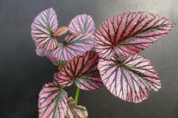 Begonia brevirimosa 'Exotica'
