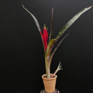 Billbergia Hallelujah (geflecktes Laub)