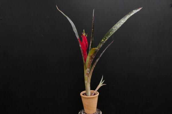 Billbergia Hallelujah (geflecktes Laub)