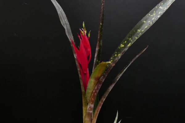 Billbergia Hallelujah (geflecktes Laub) – Bild 6