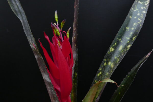 Billbergia Hallelujah (geflecktes Laub) – Bild 2