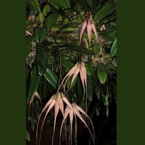 Bulbophyllum Elisabeth Ann Buckleberry