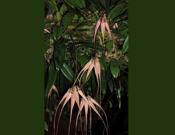 Bulbophyllum Elisabeth Ann Buckleberry