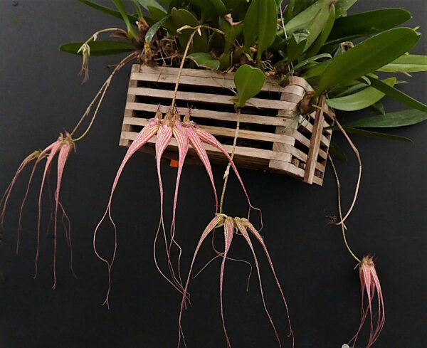 Bulbophyllum Elisabeth Ann Buckleberry – Bild 3