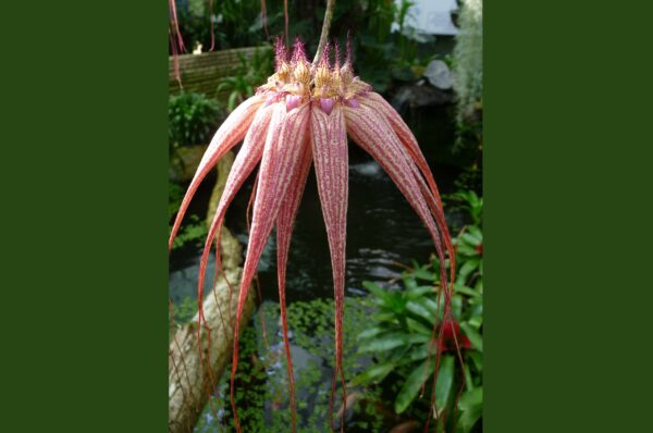 Bulbophyllum Elisabeth Ann Buckleberry – Bild 2