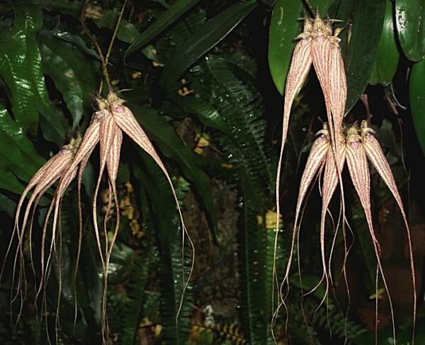 Bulbophyllum Elisabeth Ann Buckleberry – Bild 4