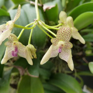 Bulbophyllum guttulatum