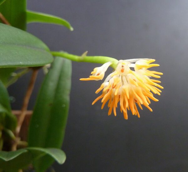 Bulbophyllum odoratissimum – Bild 2