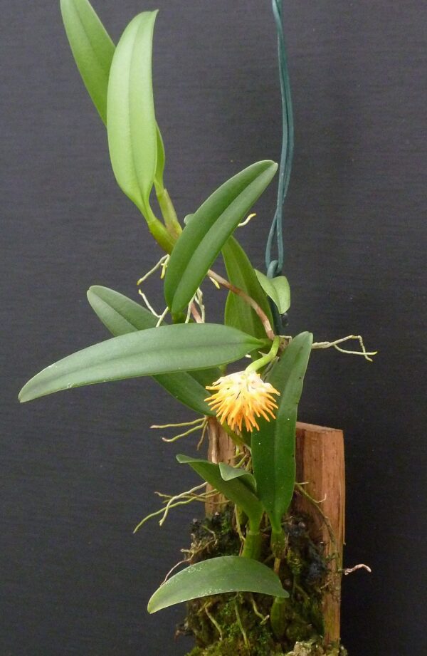 Bulbophyllum odoratissimum – Bild 4
