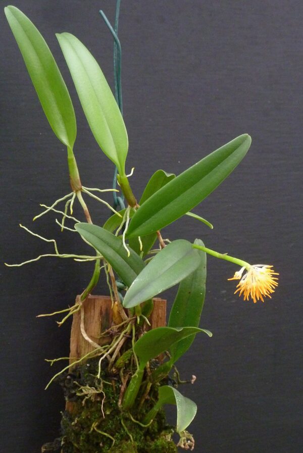Bulbophyllum odoratissimum – Bild 3