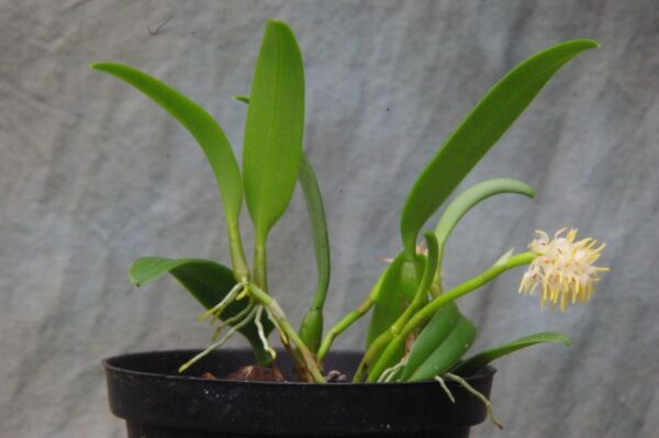 Bulbophyllum odoratissimum – Bild 5