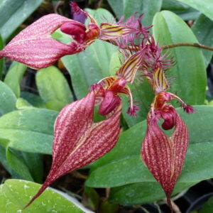 Bulbophyllum rothschildianum