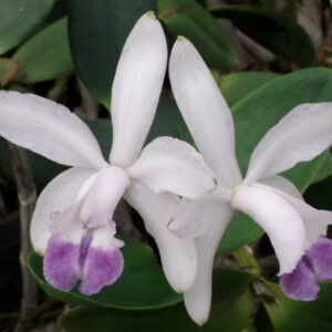 Cattleya intermedia 'Coerulea'