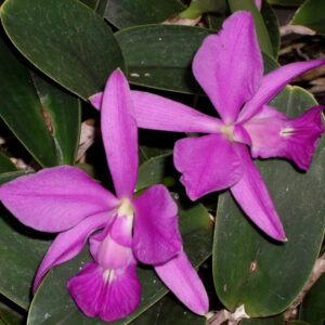 Cattleya walkeriana
