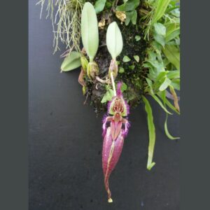 Bulbophyllum (Cirrhopetalum) fascinator