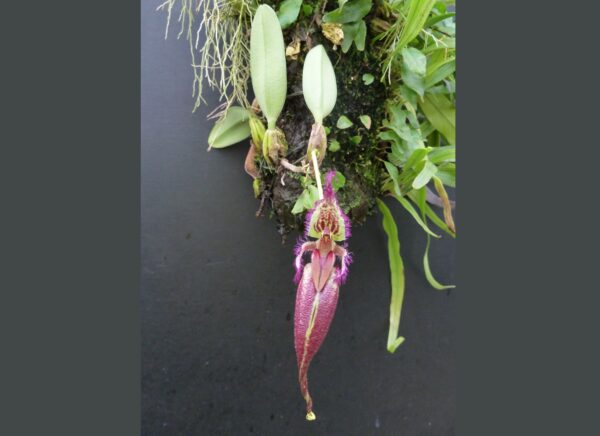 Bulbophyllum (Cirrhopetalum) fascinator