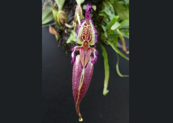Bulbophyllum (Cirrhopetalum) fascinator – Bild 2