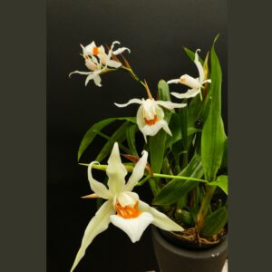 Coelogyne Arielle (lawrenceana x nitida (syn. ochracea))