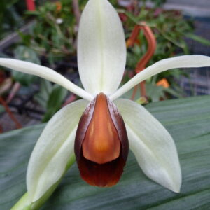 Coelogyne usitana