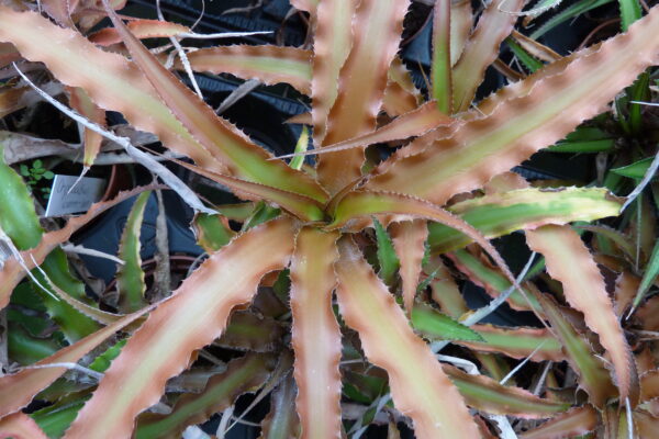 Cryptanthus bahianus