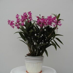 Dendrobium kingianum