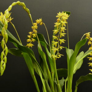 Dendrochilum pagasinanense