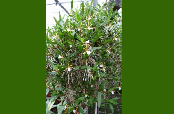 Dinema polybulbon – Bild 2