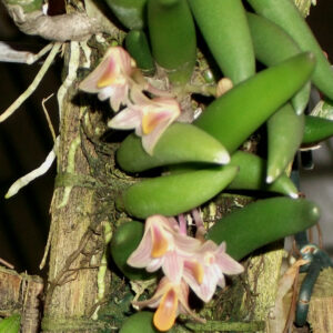Dockrillia prenticei (lichenastrum var. prenticei)