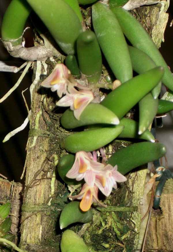 Dockrillia prenticei (lichenastrum var. prenticei)