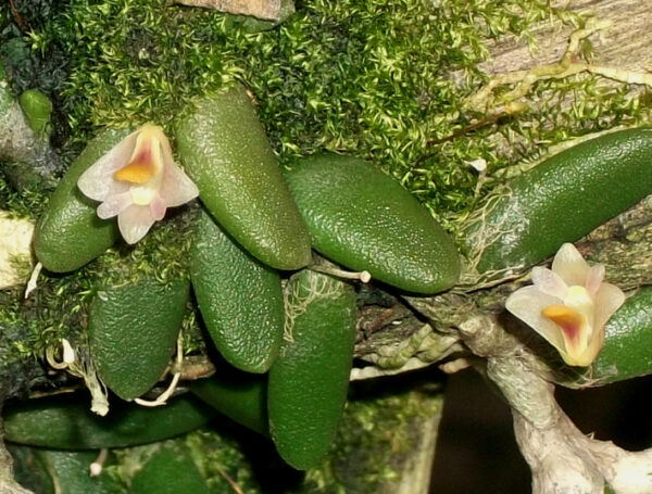 Dockrillia prenticei (lichenastrum var. prenticei) – Bild 2