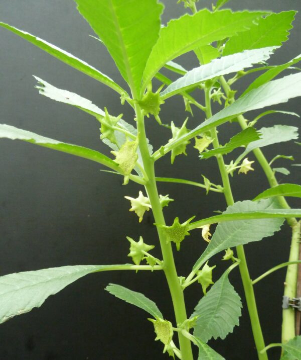 Dorstenia zanzibarica – Bild 2